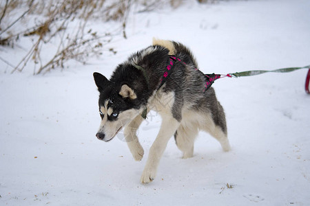 冬天繁殖哈士奇雪橇犬北方哈士奇犬图片