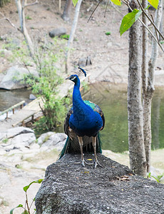 公园大岩石上的孔雀蓝背景图片