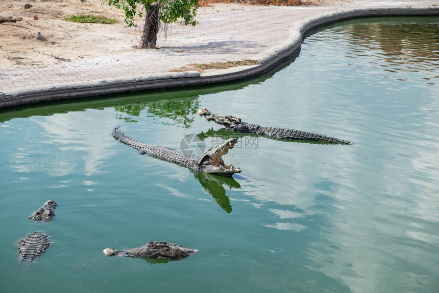 池塘农场的大鳄鱼图片