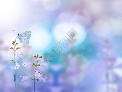 蝴蝶和浅紫花在多彩的模糊背景图片