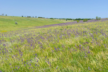 在春季的野生乌克兰草原图片