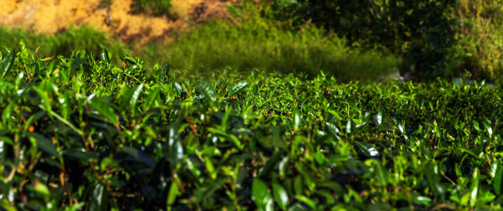 斯里兰卡山区种植园背景茶园图片