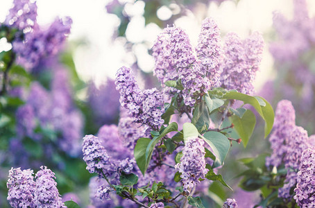 春天开花的紫丁香灌木与阳光盛开的紫色和紫丁香花春图片