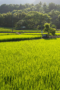 农村绿色稻田景观图片