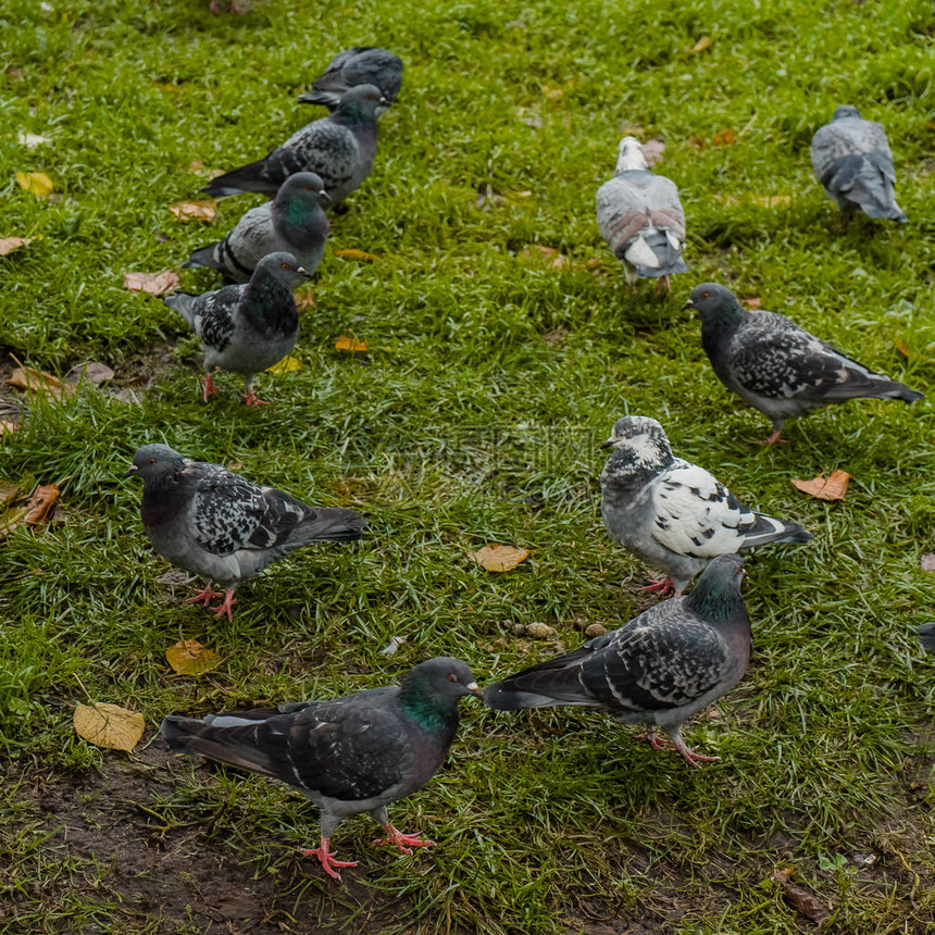 一些鸽子在草坪上行走图片