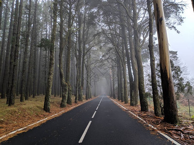 笔直的道路进入松树迷雾的森林图片