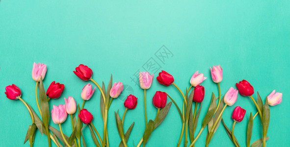 绿色背景的粉红和色郁金香图片