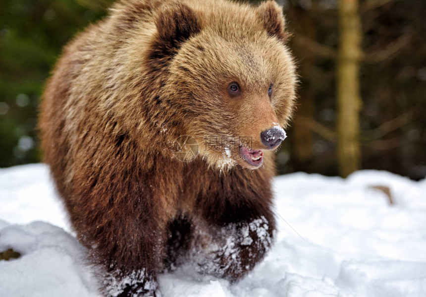冬季森林雪地上的野生棕熊图片