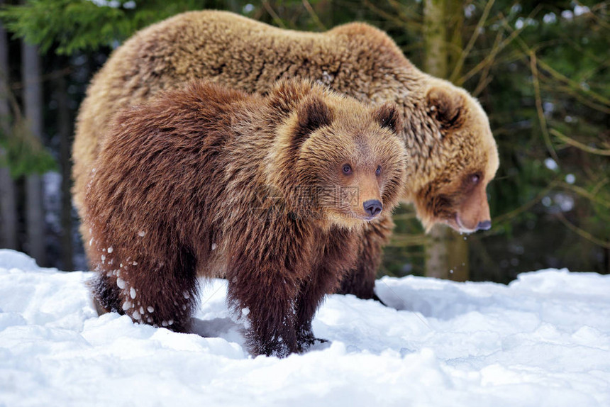 棕熊与幼崽在冬季森林里图片