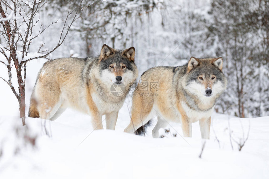 野狼在树林里站着寒冷的冬日在地图片