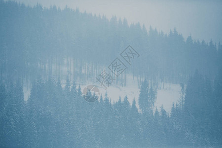 寒季下大雪覆盖山区森林图片