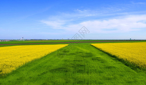 春天的田地丰富多彩罗马尼亚农村风景充满图片