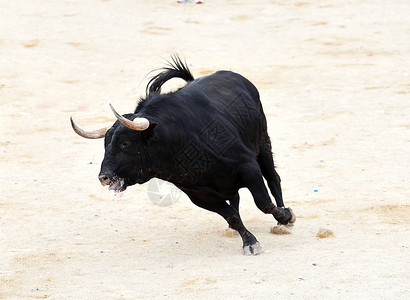 西班牙的公牛黑背景图片