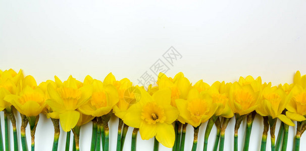 春天花卉背景与黄色水仙花图片