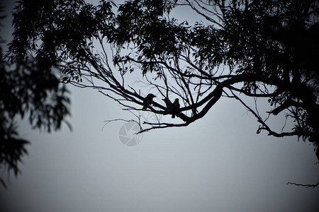 一棵树上三根Kookaburra图片