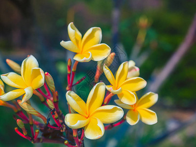 树上白花和黄色梅花图片