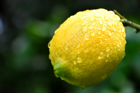 倾盆大雨后树上的湿柠檬图片
