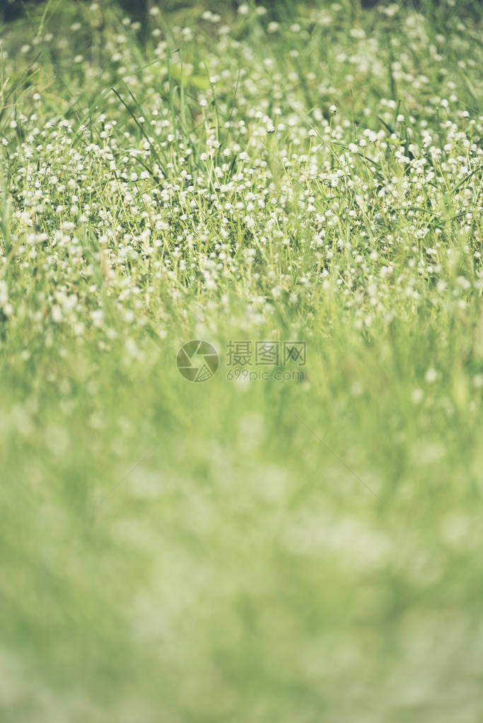 有草背景的白花图片