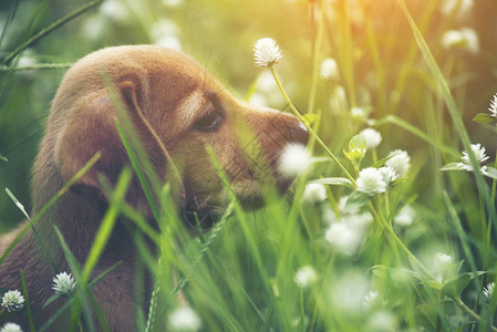 一只小猎犬正坐在野花田里图片