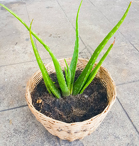 这是绿色的芦荟它是在篮子花盆里的植物它是真正有用的医疗和美容产品主人在土里放了一些东西当肥料背景图片