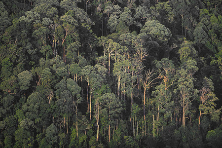 森林热带森林的自然景观与树层图片