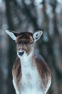 冬季森林中的雌小鹿图片