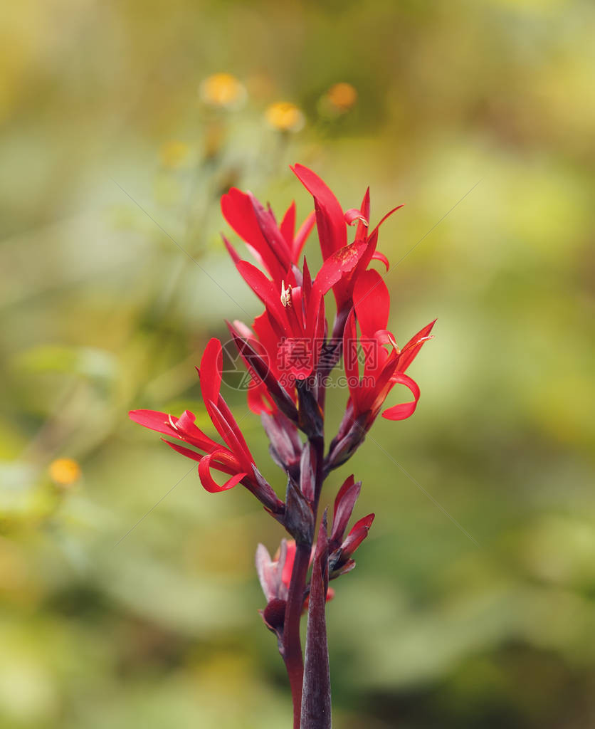 一只罐头花的红色鲜红在马达加斯卡荒野安柏山公园图片