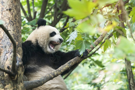 大熊猫在树上高清图片