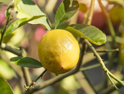 柠檬树配成熟的柠檬图片
