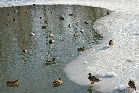 湖边的野鸭背景图片