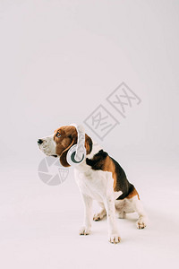 穿着耳机的可爱小狗在灰图片