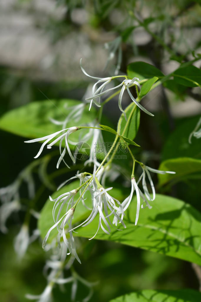 边缘树花的特写拉丁名Chionanthusvirginicusvar图片