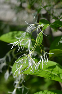 边缘树花的特写拉丁名Chionanthusvirginicusvar图片