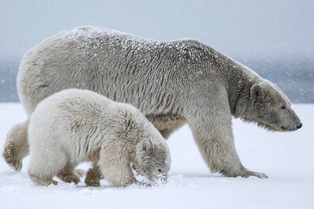 北极熊北极捕食者北极熊图片