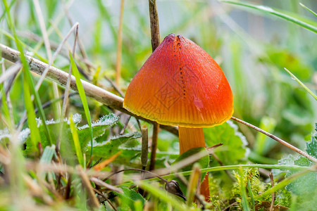 草丛中的橙色蘑菇黑化蜡帽真菌Hygrocybe图片