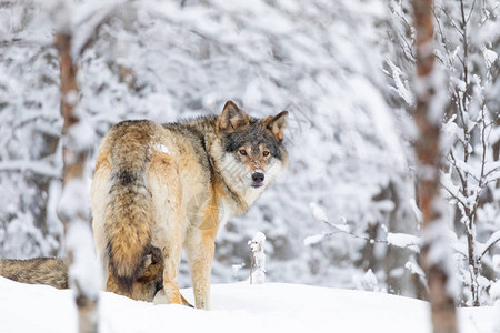集中关注的狼群在寒冬森林里向后看镜头图片