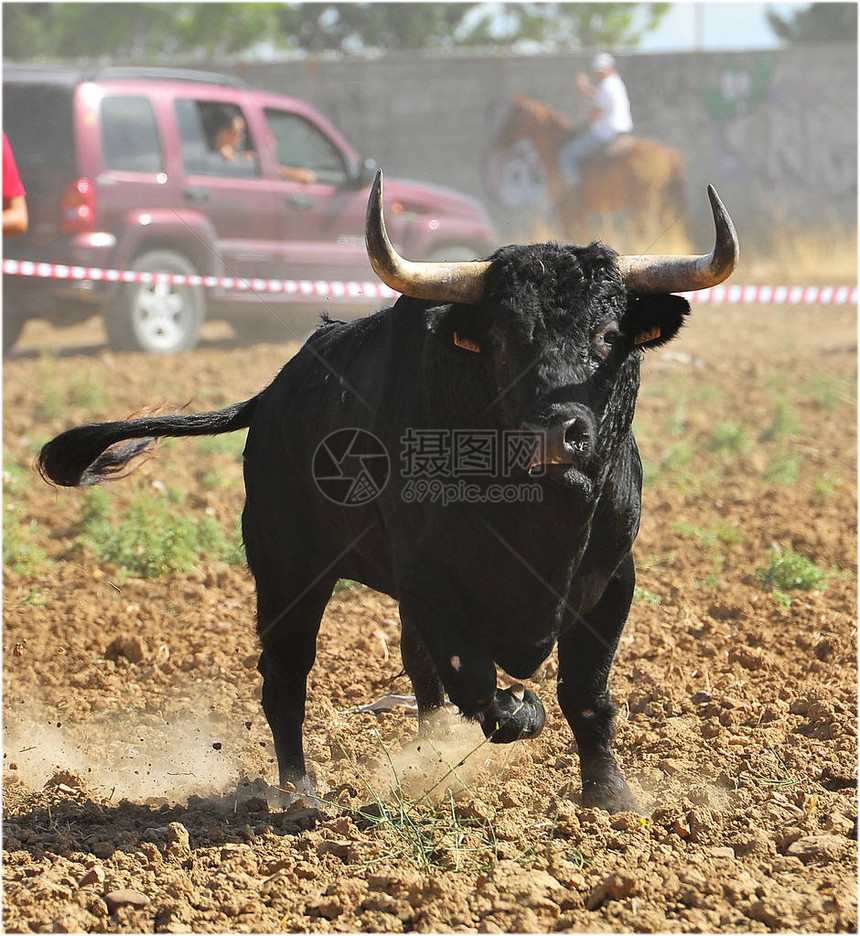 西班牙公牛长着大角图片