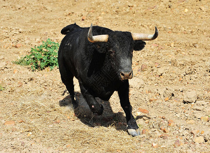 西班牙公牛长着大角背景图片