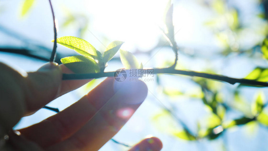 一只雌手触摸树枝的鲜芽图片