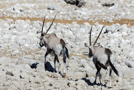 非洲大草原的野生大羚羊图片