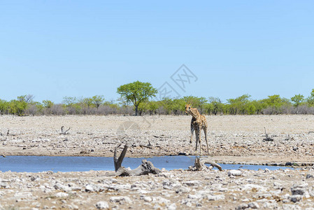 非洲热带草原水井上的Gira图片
