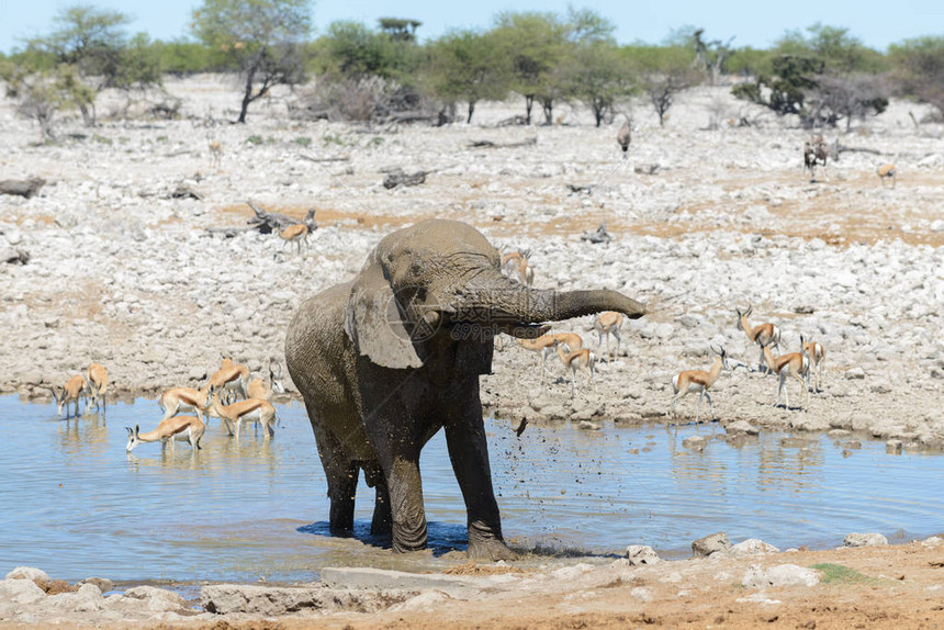 大草原水坑上的野生非洲象图片