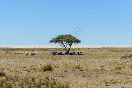 走在非洲大草原上的野斑马图片