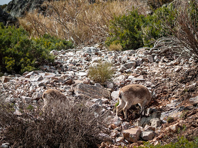 在西班牙萨拉曼卡山区放牧和爬山的伊比里亚野生山羊Caprapyre图片