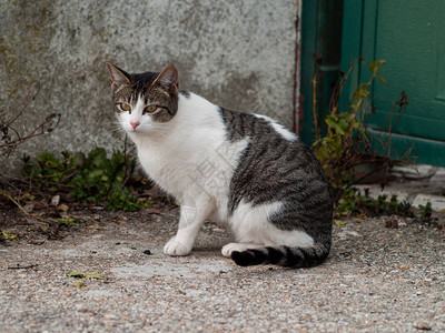 村里的家猫图片