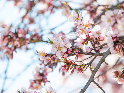 春天苹果树开花的特写图片