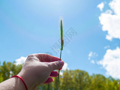 春天手里拿着麦穗的人图片