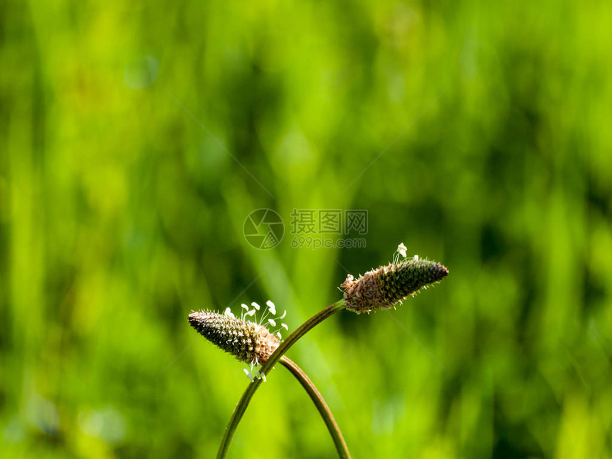 西班牙苏拉曼卡Huerta图片