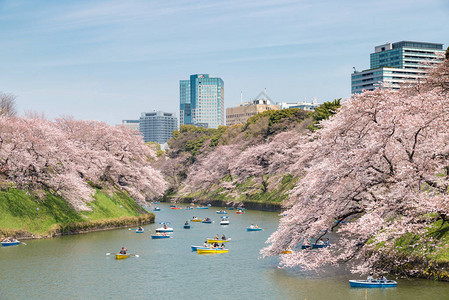 日本东京大樱桃盛开的景象图片