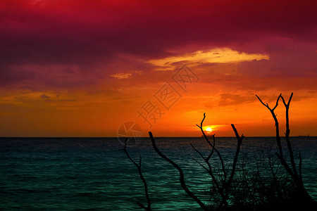 太阳落日和船在水平海洋和圆光影树干枯树背景图片